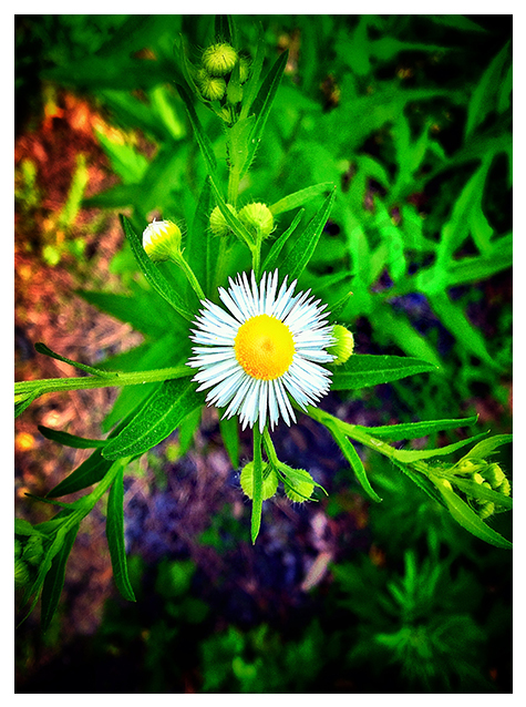 Chamomile aka Camomile